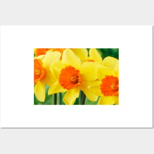 Narcissus  'Loveday'    Division 2 Large-cupped  Daffodil Posters and Art